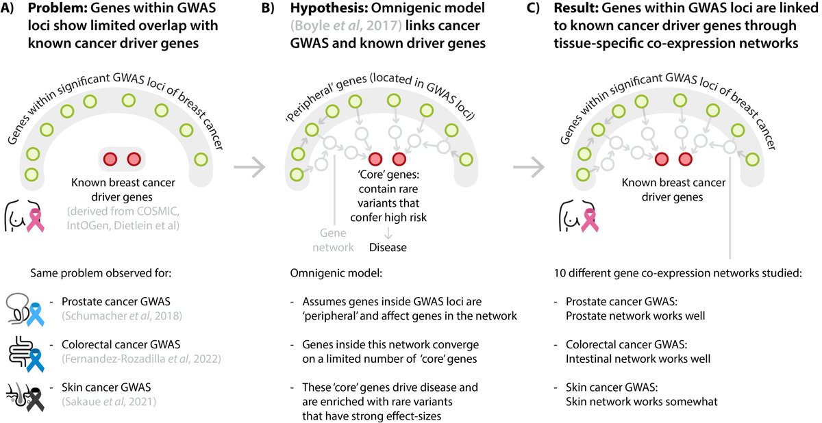 We are excited to share our manuscript where we study GWAS of breast, prostate, colon, and skin cancer to understand how cancer risk relates to the cancer driver genes derived from tumour data (medrxiv.org/content/10.110…). 🧵(1/7)