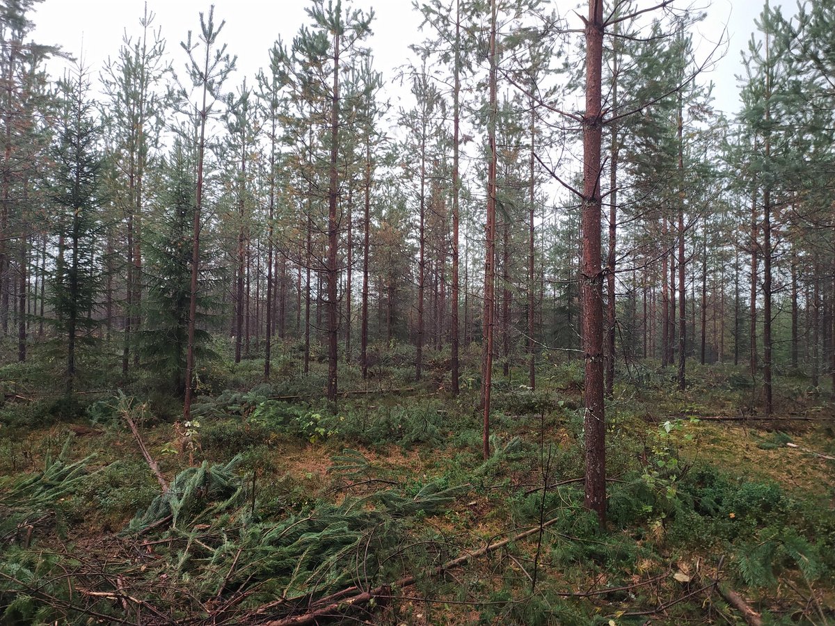 On kasvanut muutakin kuin pajukkoa 20:ssa vuodessa.
Puukaupan osatekijät olivat kohdillaan ja niinpä kohteella suoritettiin ensiharvennus noin viikon kuluttua kaupanteosta.
Nyt puustolla ei ole muuta vaihtoehtoa kuin järeytyä.