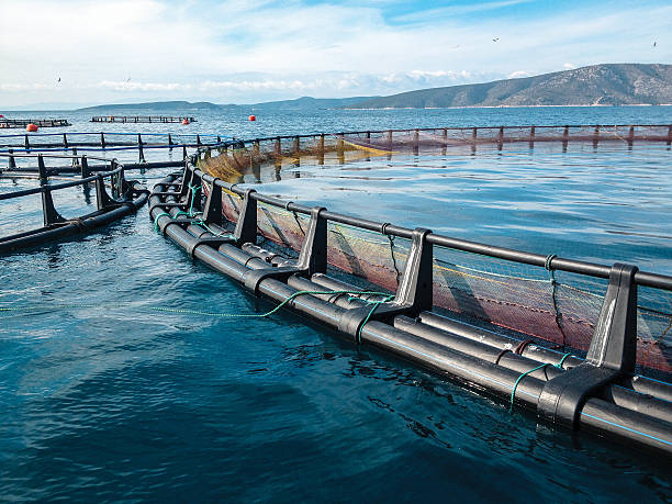 pescazull's tweet photo. 🌊La Comisión Europea quiere ayudar a desarrollar el sector acuícola. Su política tiene como objetivos:
✅Fomentar la resiliencia y la competitividad.
✅Garantizar la participación del sector en la transición ecológica.
(+)
#PescaAzul #DelMaralaMesa #Pesca #Acuicultura https://t.co/VwgJrmFy9y