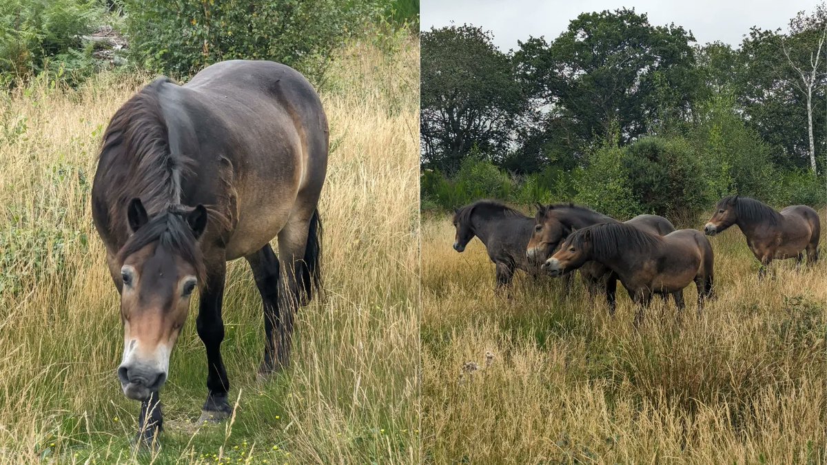 Our four #ExmoorPonies are enjoying their new #grazing patch! This area of #StokeCommon hasn't been grazed for a couple of years so there's plenty of grasses, young trees, gorse & broom for them to eat.

Please do not feed the ponies – they have delicious food already!