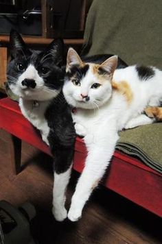 bsgibbswriter's tweet photo. We're just chilling, dude … #cats https://t.co/K0kYAPSyUk
