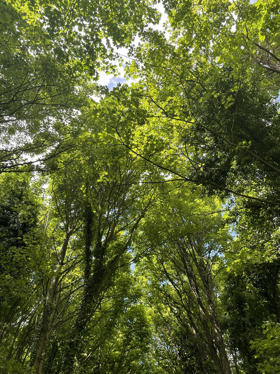 Forest Bathing
Sat 16 Sept, 9-11am 
Join this evidence-based, therapeutic practice with a certified guide, shown to reduce stress, lower blood pressure, boost the immune system &amp; improve mental health.
Intro event offer so tickets only £10 - book online - trybooking.co.uk/CLWY