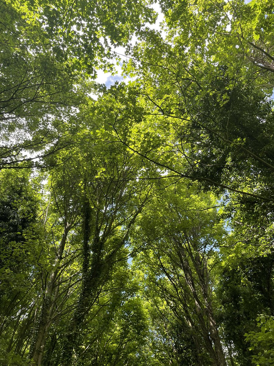 Forest Bathing Sat 16 Sept, 9-11am Join this evidence-based, therapeutic practice with a certified guide, shown to reduce stress, lower blood pressure, boost the immune system & improve mental health. Intro event offer so tickets only £10 - book online - trybooking.co.uk/CLWY