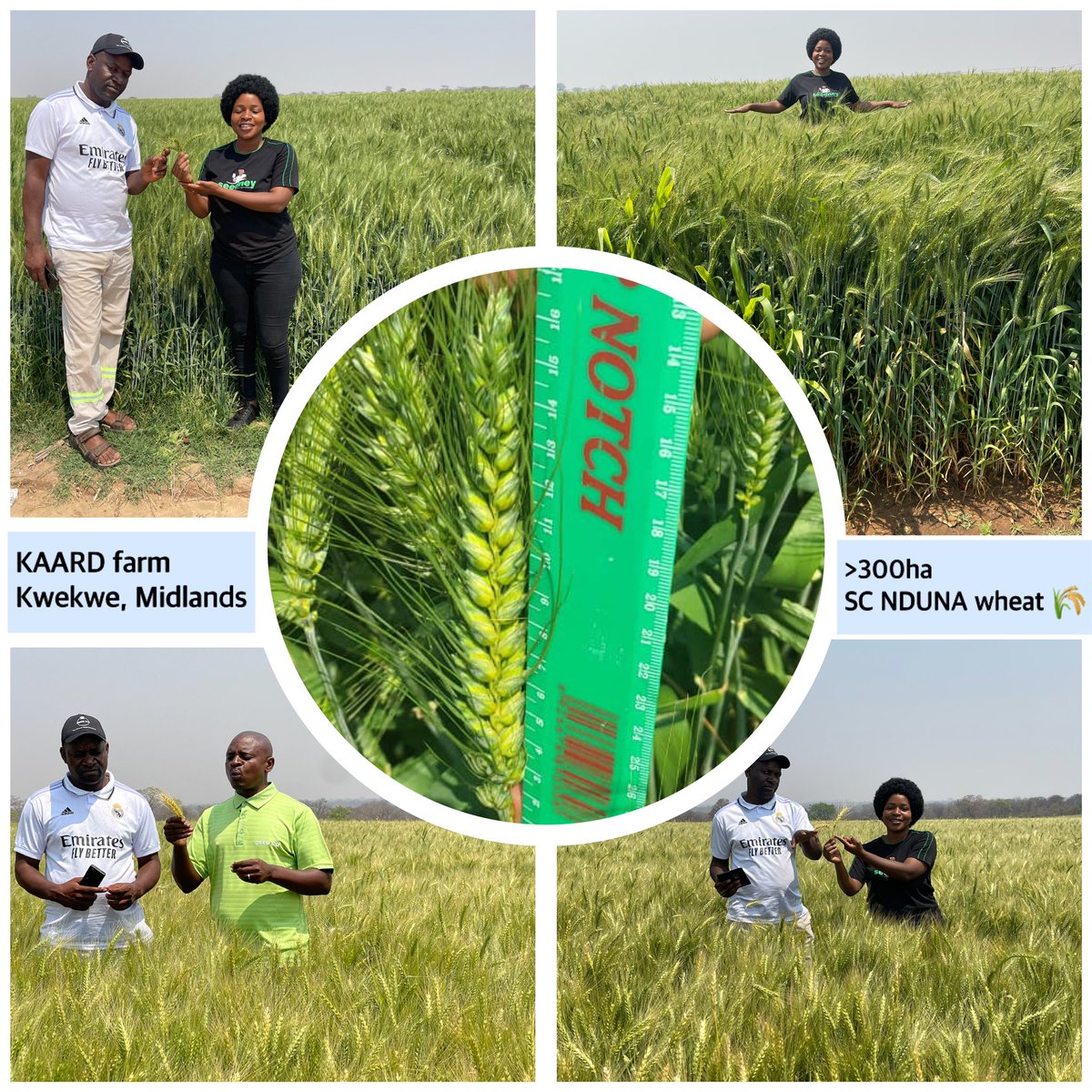 WendyMadzura's tweet photo. 📸 A thousand words from KAARD farm in Kwekwe East, Midlands
#SCNduna 🌾
#ItStartsWithTheRightSeed https://t.co/Lyay6C7rEb