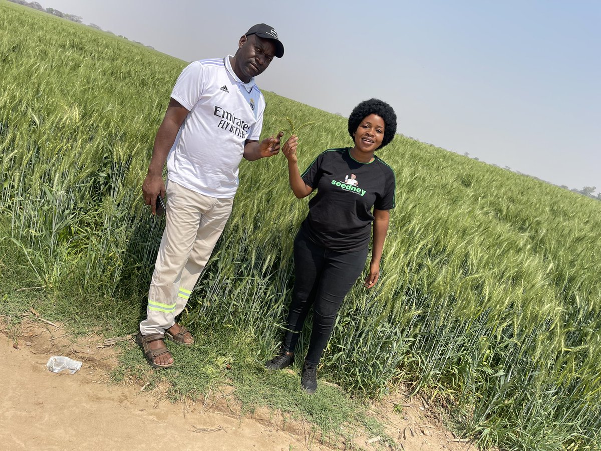 WendyMadzura's tweet photo. 📸 A thousand words from KAARD farm in Kwekwe East, Midlands
#SCNduna 🌾
#ItStartsWithTheRightSeed https://t.co/Lyay6C7rEb