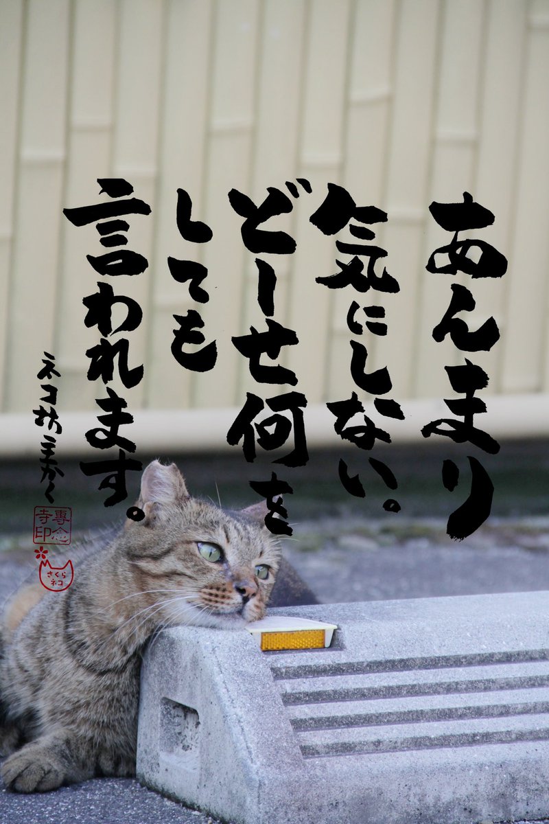 yabumoto610's tweet image. ネコさんから人間さんへ今日の一言