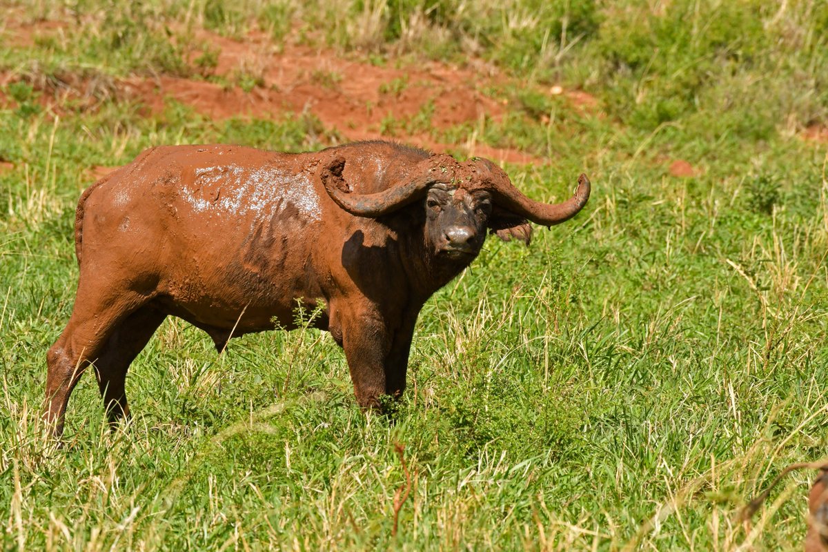 InfoOffroad's tweet photo. Some of the wildlife in Uganda #offroadugandasafaris #wildlifesafaris   #wildlifephotography  whatsapp: +256752104259 https://t.co/bbth41LYeM