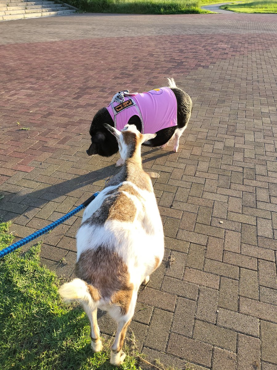 minichuausagi's tweet photo. 河原を散歩中、ミニブタさん🐖に遭遇した！！

＃ヤギ　＃ペットヤギ　#ぽて丸 https://t.co/gNDU108K6U