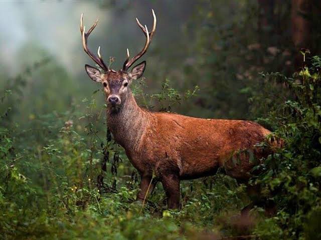 Bolu Barosu, Kuzey Ormanları’ndaki 14 kızılgeyiğin “av turizmi” adı altında katledilmesi için çıktığı ihalenin iptaline ilişkin Bolu İdare Mahkemesi'nde dava açtı.

Hep birlikte ses verelim. Av ihalesi iptal edilsin #KızılGeyiklereDokunma
