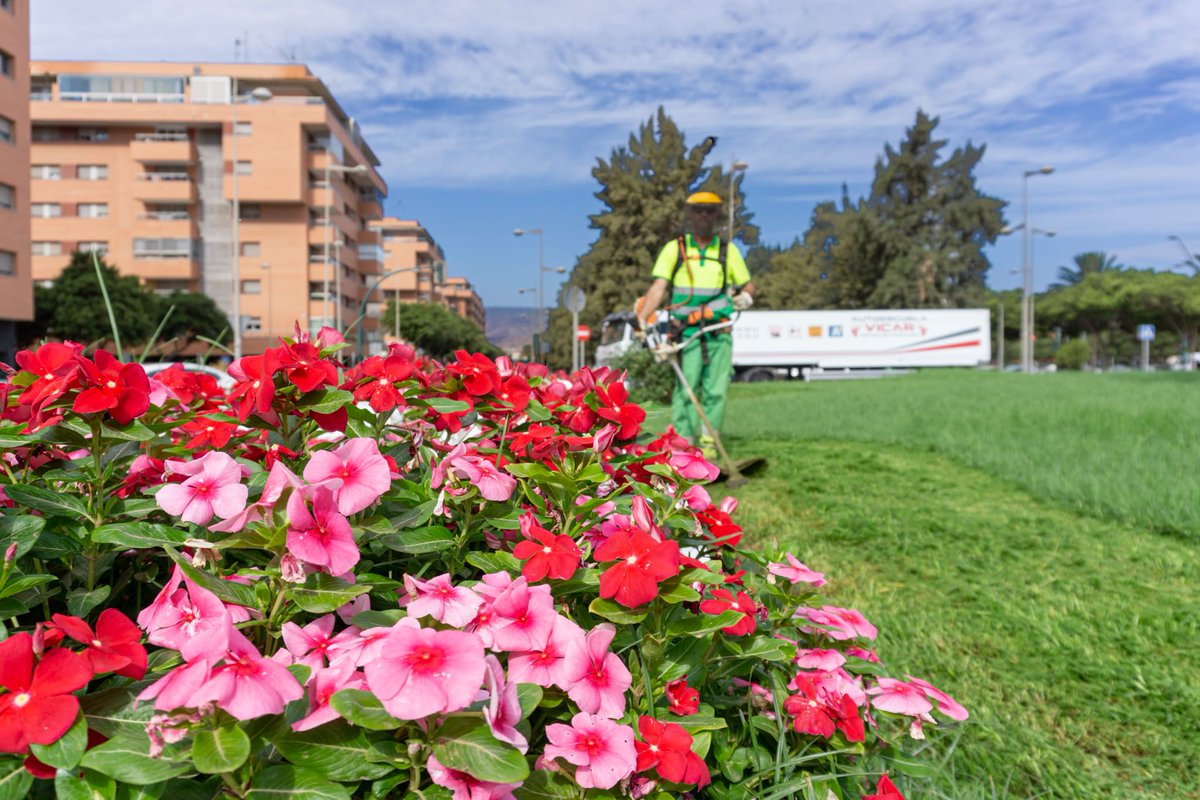 JardinesAlmeria's tweet photo. 🌿 Desbrozamos, perfilamos y segamos los espacios verdes de #Almería para ponerlos a punto en este inicio de curso 🔝.
@aytoalm #ParquesyJardines #JardinesdeAlmería 🏰🌴 #PlanBotania https://t.co/KwdWeBG698
