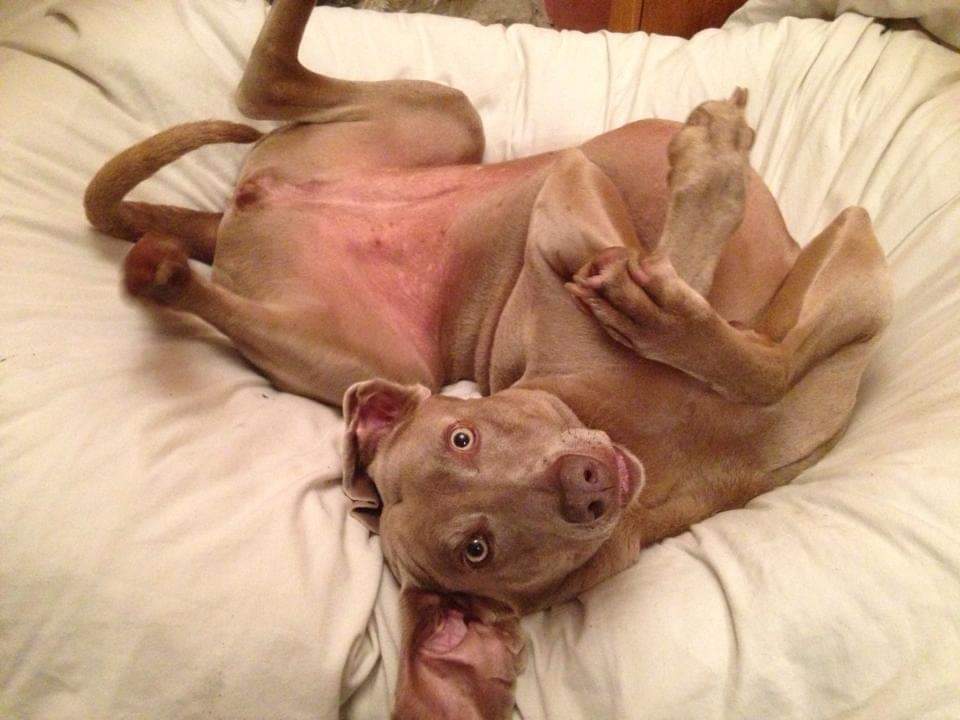 "Look into my eyes...not around the eyes...look into the eyes...and you're under. Everything in the fridge belongs to me..." 🐺

Still missing our hairy daughter every day. 💔