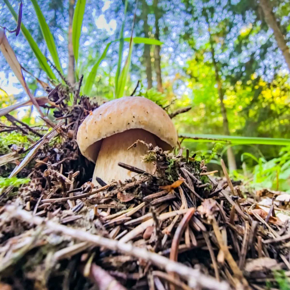 PavelKubes_'s tweet photo. Houbařská sezona pořádně začala letos v Blanském lese až na sklonku léta ...
#CHKO #BlanskyLes #Bulovy #Brloh #mushrooms #color #colorful #green #yellow #orange #brown #nature
[○°] #PavelKubes #kupafoto #kupastudio #september2023 #S22Ultra #fotoBlanskyLes https://t.co/f02RBtl8q8