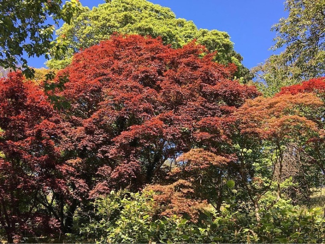 AntonyWoodlandG's tweet photo. By all these lovely tokens,
September days are here.
With summer's best of weather
And autumn's best of cheer.
(Helen Hunt Jackson)

#september #autumn #GardenersWorld #woodlandgarden #CORNWALL #cornishgarden https://t.co/pl04jLKQ4S