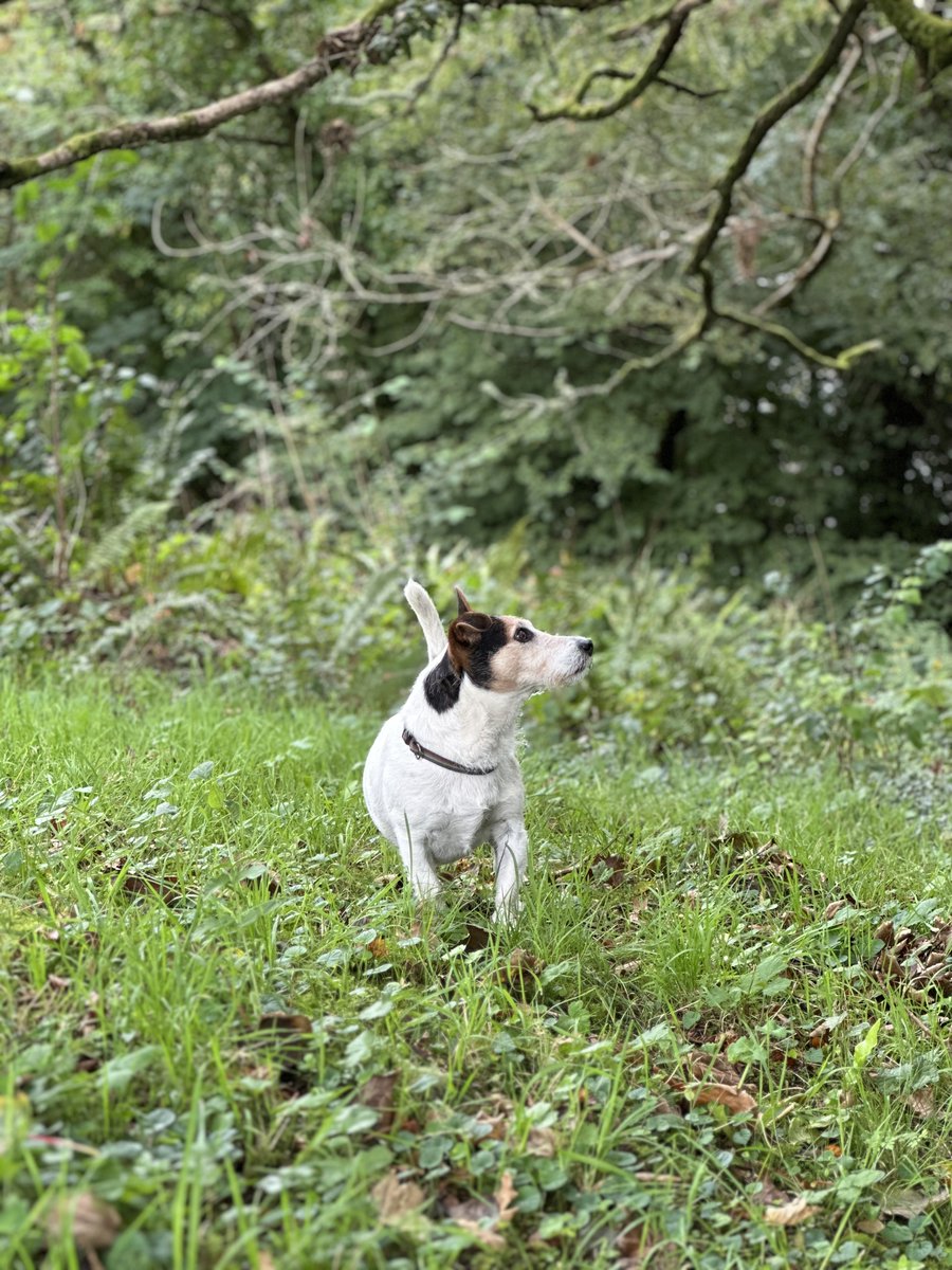 By all these lovely tokens,
September days are here.
With summer's best of weather
And autumn's best of cheer.
(Helen Hunt Jackson)

#september #autumn #GardenersWorld #woodlandgarden #CORNWALL #cornishgarden