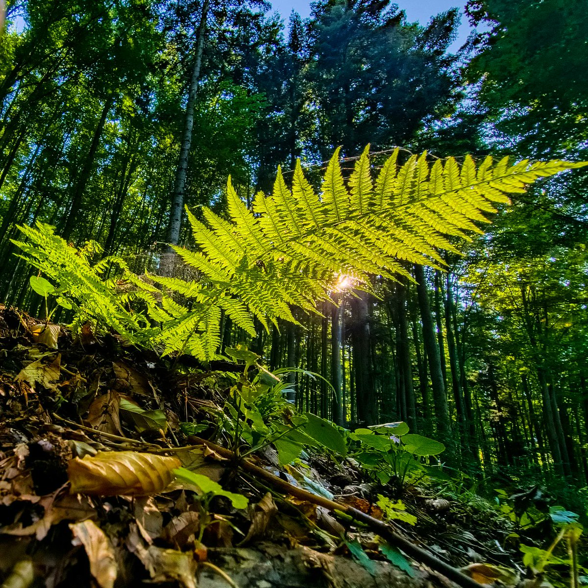 kupafoto's tweet photo. FERN 
#fern #kapradi #Bulovy #Brloh #CHKO #BlanskyLes @chkoblanskyles #color #colorful #green #yellow #brown #nature
[○°] #PavelKubes #kupafoto #kupastudio #september2023 #S22Ultra #fotoBlanskyLes https://t.co/1Gh4jzTkHC