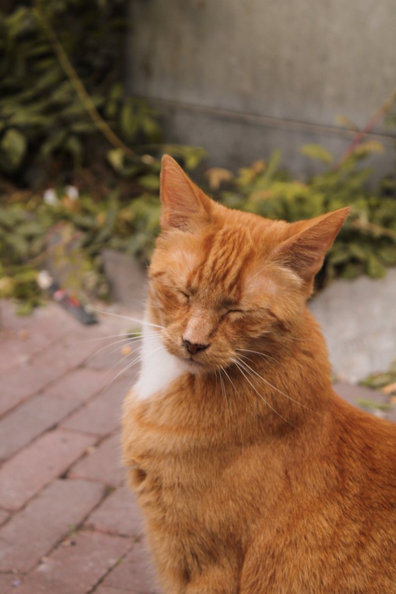 Sxcruzzz's tweet photo. Professional models 🐾

#photography
#photo #photooftheday #cats #CatsOnTwitter #portraitphotography #portrait #catsphotography #Canon #AdobeLightroom https://t.co/XHHOJseQDe