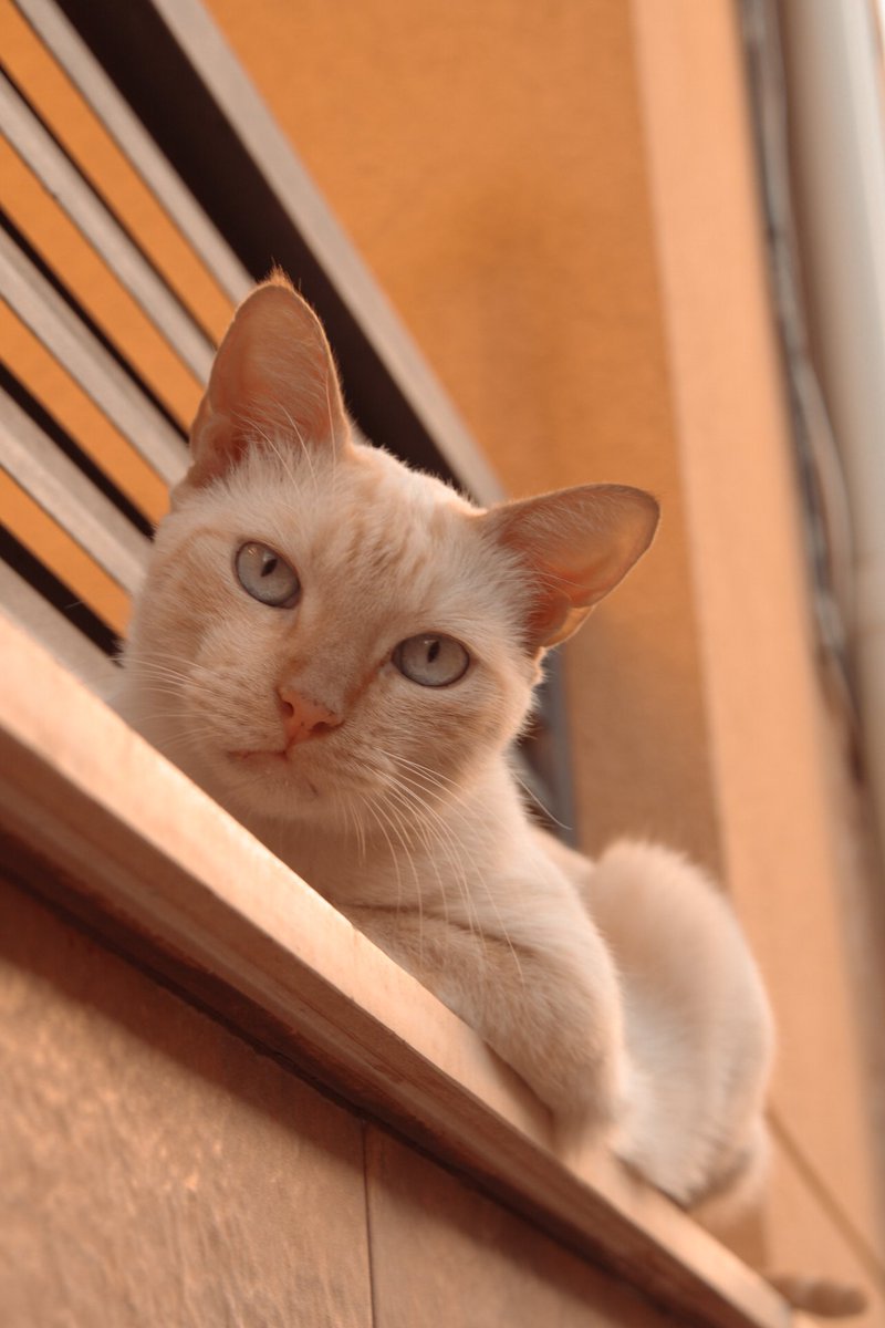 Sxcruzzz's tweet photo. Professional models 🐾

#photography
#photo #photooftheday #cats #CatsOnTwitter #portraitphotography #portrait #catsphotography #Canon #AdobeLightroom https://t.co/XHHOJseQDe