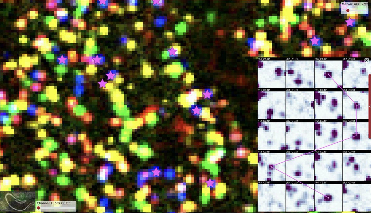 With the weather getting colder after a very hot weekend in Heidelberg, we've advanced from blobs to Christmas lights at #EMBOBioImage. Learning analysis for in situ transcriptomics with <a href="/CarolinaWahlby/">Carolina Wählby</a> this morning.
