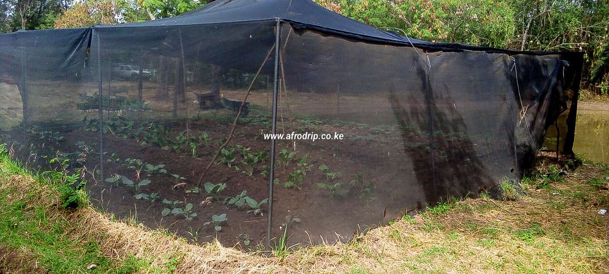 Afrodrip_ltd's tweet photo. We paid a visit to the Kolwa and Kuoyo , (CBOs) in Kisumu that is actively promoting urban farming among their members by facilitating the creation of conical gardens using SHADENETS to enhance their production efforts. All products sourced at Afrodrip kisumu #shadenets #afrodrip https://t.co/0OSmL3K9f3