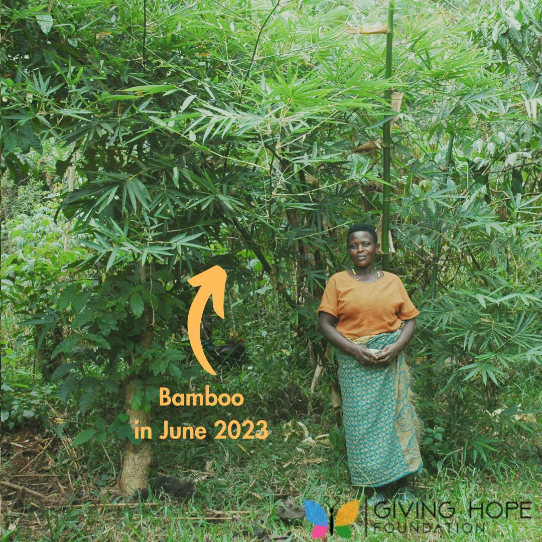 Thanks to your support, our bamboo is now thriving in Hoima! They will soon be used by farmers and since bamboo regenerates quickly, it will become a #sustainable source of income and fuel!

You can read more about our project here: gh-f.org/mitigating-cli…

#GivingHopeFoundation
