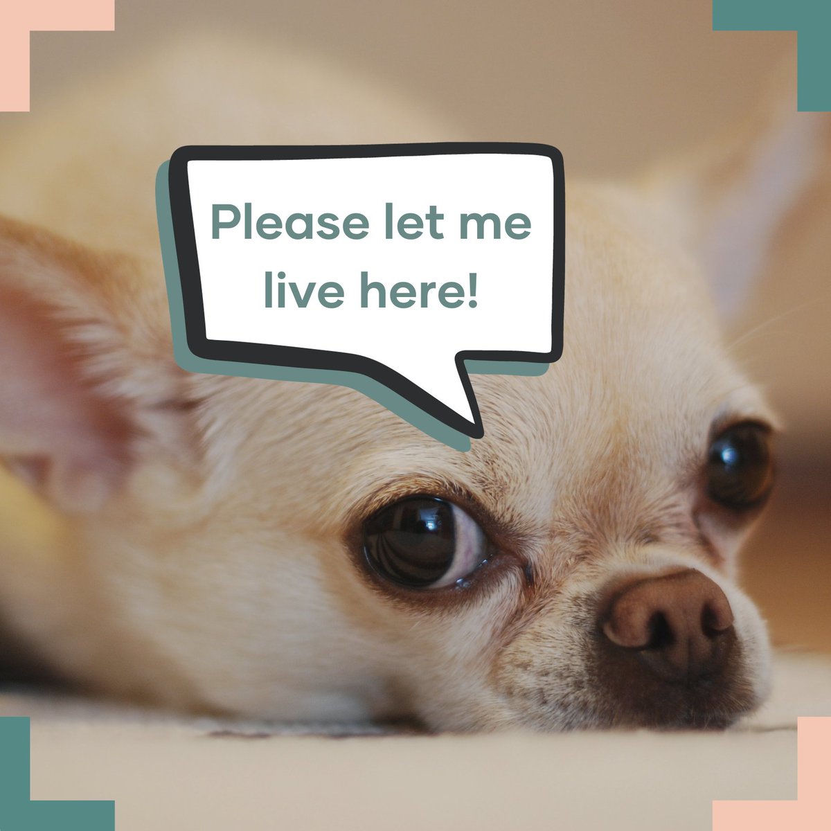 _attheplace's tweet photo. In light of the surge in pet adoption during and after the Covid-19 pandemic, UK landlords are now asking for 'pet references', which include photographs and detailed profiles of cats and dogs, according to the 'i newspaper'. https://t.co/VolOp1teQU