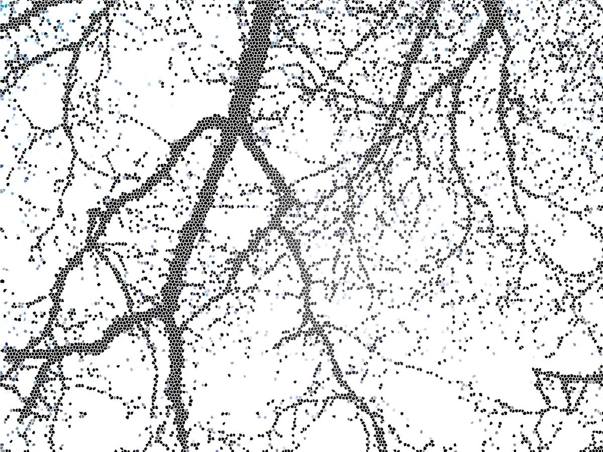 Bocchi_Ric's tweet photo. 📣 Excited to share the first preprint of the lab led by @Alan_zhou_95 🙌 showing that cortical astrocyte heterogeneity originates from two distinct progenitors, with different capacities and coexisting since the beginning of the corticogenesis.

https://t.co/88IETcH0PJ

🧵⬇️
1/6 https://t.co/MKJWvL78yY