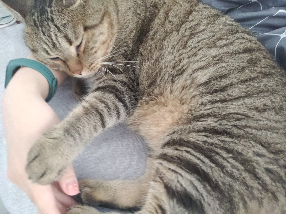 ying0426's tweet photo. 🐱 https://t.co/upCirz8ltB