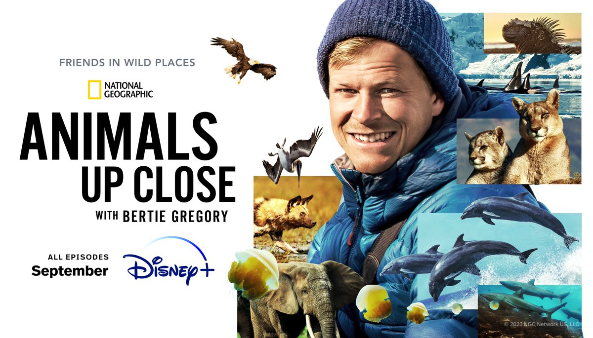 😍Today's the day! Animals Up Close with @BertieGregory is streaming now on <a href="/DisneyPlus/">Disney+</a>

We’re incredibly proud of the work we’ve done on this project for <a href="/WildstarFilms/">Wildstar Films</a> . It truly looks amazing and is not to be missed!
#AnimalsUpClose #NatGeo #DisneyPlus 
Posted at Evos Bristol