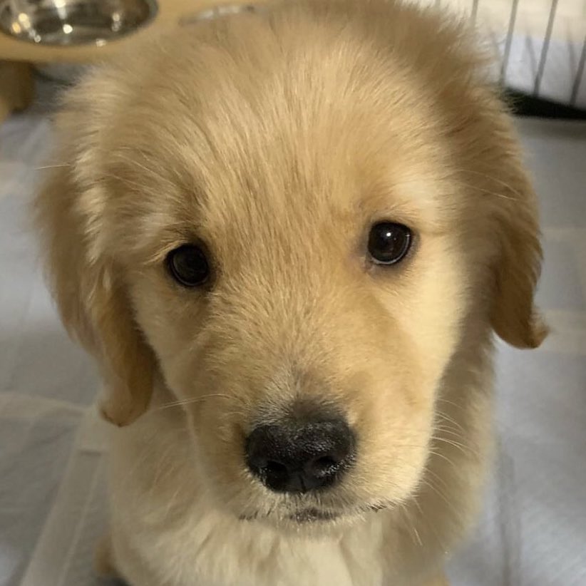 takemybear 🐶 tweet media