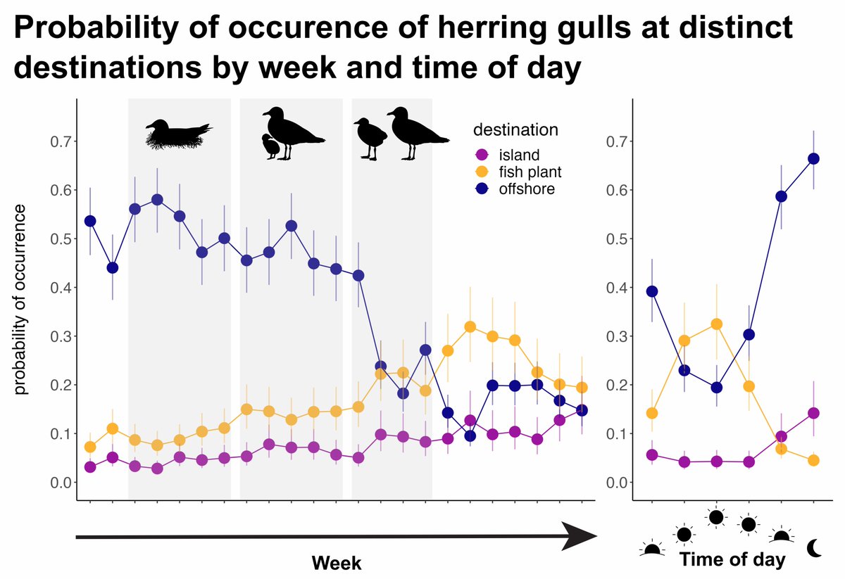 🚨 new paper alert in @AER_ESE_BES! #gulls in SW #novascotia align their schedules with predictable daily and seasonal fluctuations in local industry activity while balancing the demands of breeding - it's no wonder they're thriving! 🧵1/2 besjournals.onlinelibrary.wiley.com/doi/10.1002/26…