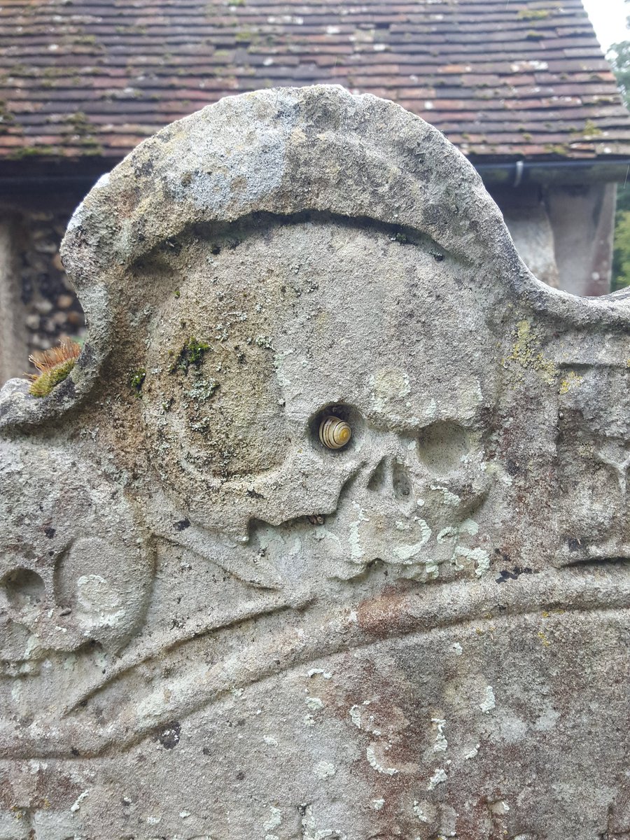 KentFieldClub's tweet image. 'Memento mori' - remember you too shall ... Ooh look! A pale-lipped banded snail Cepaea hortensis!