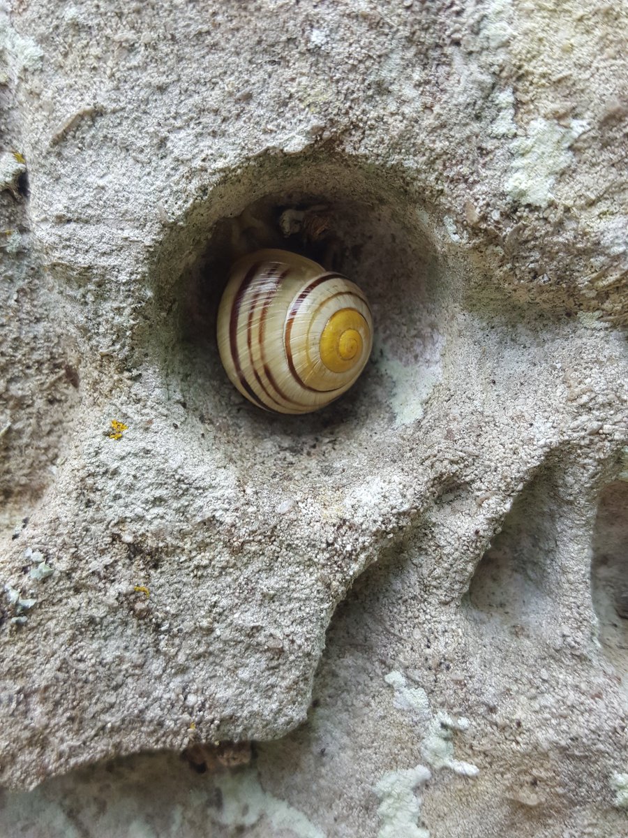 KentFieldClub's tweet image. 'Memento mori' - remember you too shall ... Ooh look! A pale-lipped banded snail Cepaea hortensis!