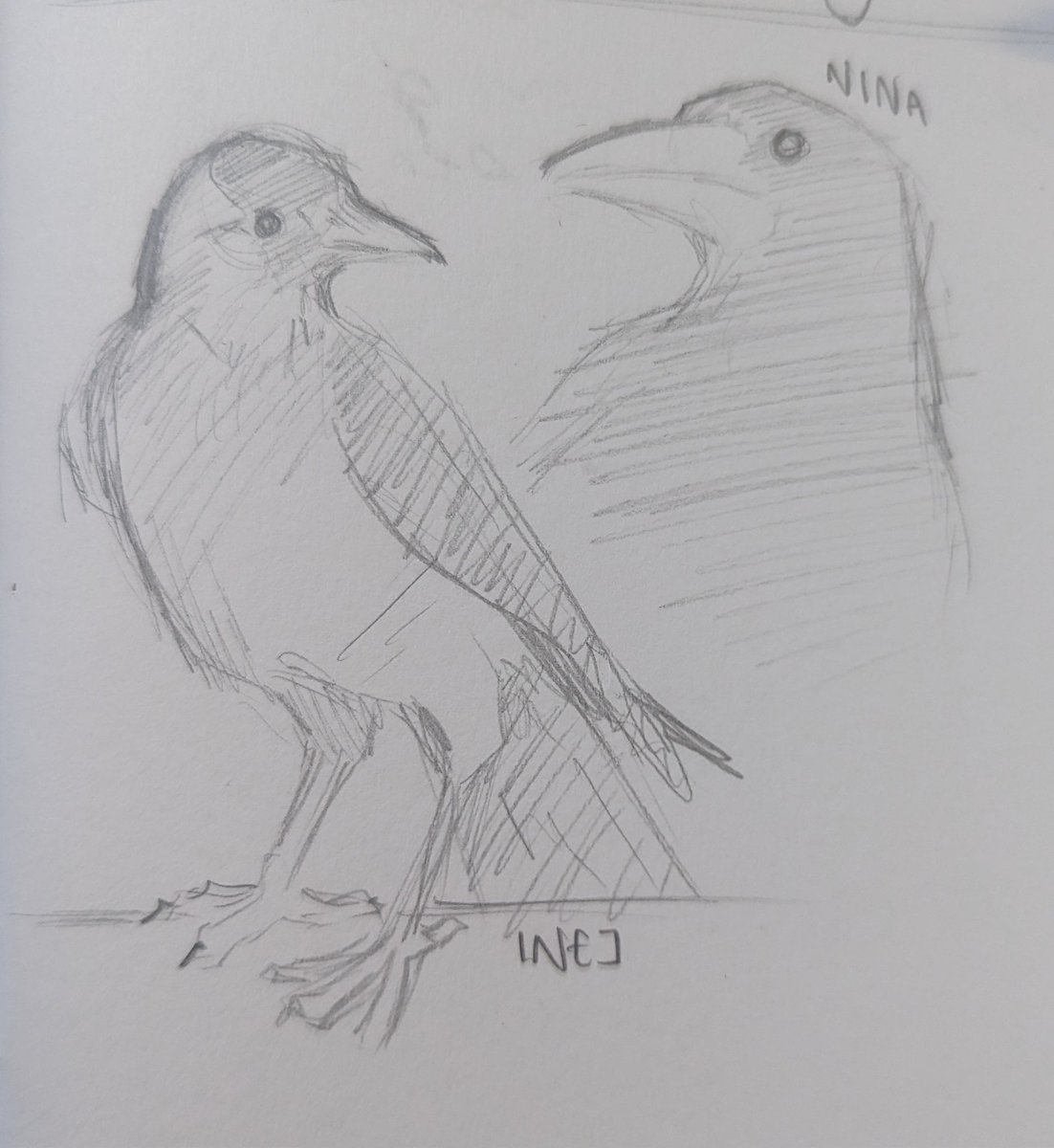 xanderfaelink's tweet photo. nina and inej as crows
(inej as a jackdaw and nina as a rook) https://t.co/2r14LHQctg
