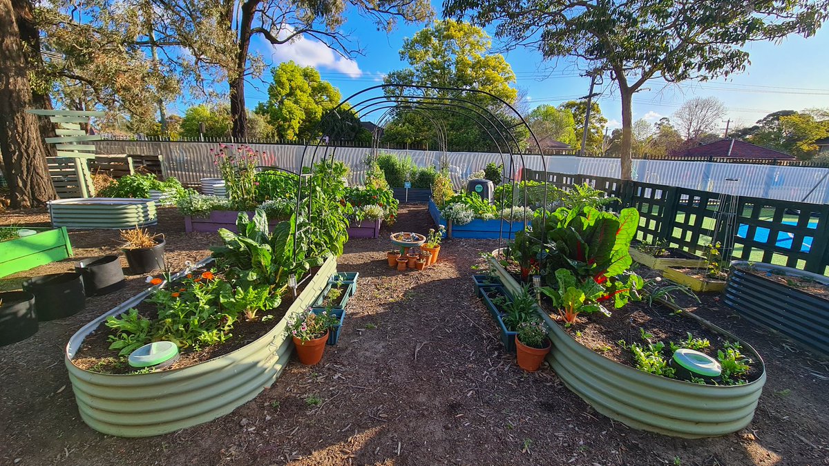 Bye bye snow and sugar snap peas! Things will look slightly different this week with old arches on the large beds finally giving way after 4yrs. New options for next year but for now, we pivot! A few changes to the planting but it will all work out!

<a href="/IngleburnPs/">Ingleburn PS</a> 
<a href="/IPSInglerock/">Inglerock Canteen</a>