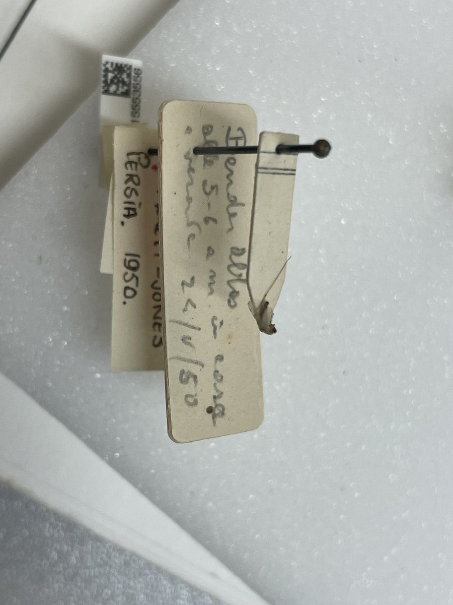 flygirlNHM's tweet image. Anyone want to help transcribing this label?? 

Need knowledge of Iranian places and terrible writing