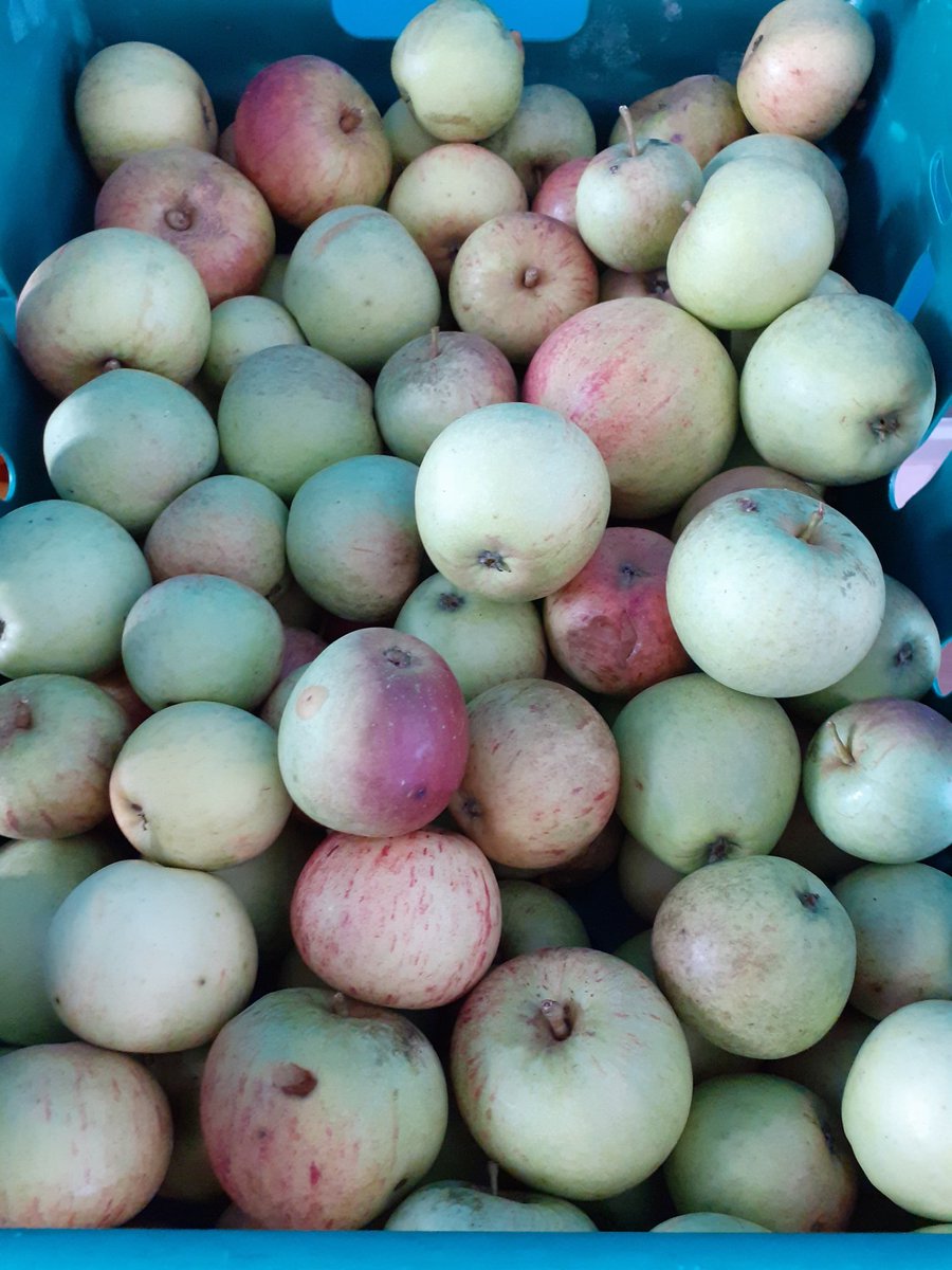 We have vegetables to make both summer salads and autumnal soups today, plus fruit and local cooking apples. 

🍎🍌🥔🥬🫑🌶🍞🥚

Bring your shopping bag and your minimum £2 donation.

#HereForSwansea
#CommunityFridge 
#LiveWell 
#EatWell