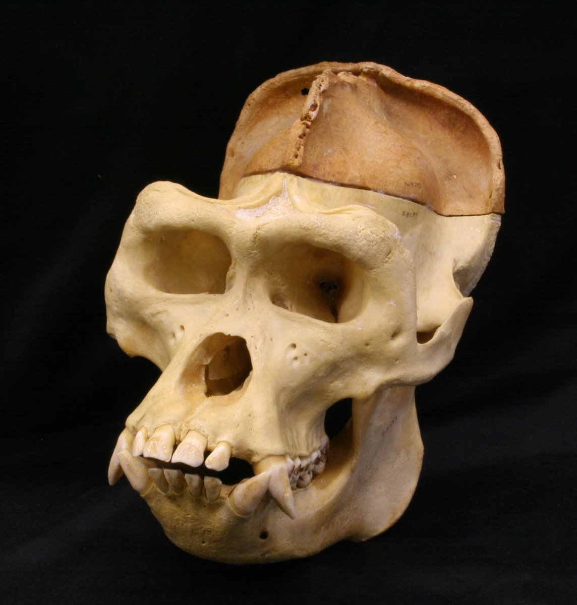 ニシゴリラの頭骨には、とさかのような突起（矢状隆起）があります