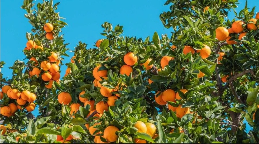 Pronto empezará la campaña de #cítricos 2023-2024 en #España y también nuestro sueño de poder ofreceros la mayor variedad de estos por Internet. Para ello, vamos a lanzar a finales de Octubre próximo una campaña de #Crowdfunding... Esperamos verte pronto.
