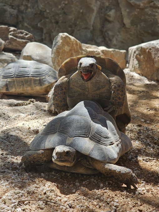 Wchodzę do ZOO. Zwierzęta:  Jak myślicie, co jej krzyczy?🤣 https://t.co/5LKxUcG1f4