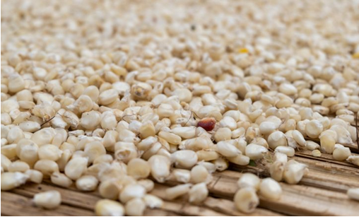 IFPRIMalawi's tweet photo. #ICYMI @IFPRIMalawi's #maize market report- August 2023 

📈retail prices of maize ⬆️by 6% in August
💸ADMARC sales in 5/26 markets monitored by @IFPRIMalawi 
🌍retail maize prices in Malawi higher than South Africa &amp; Mozambique...

Read the report👉https://t.co/ttIukEhG7f https://t.co/wec4pYVnpL