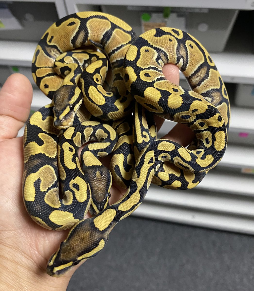 geeksballpython's tweet photo. DG Gravel ‘s
#2023ブリード
#ギークス産
#BellLine
#burikura
#とんぶり https://t.co/nZpggsOj8H