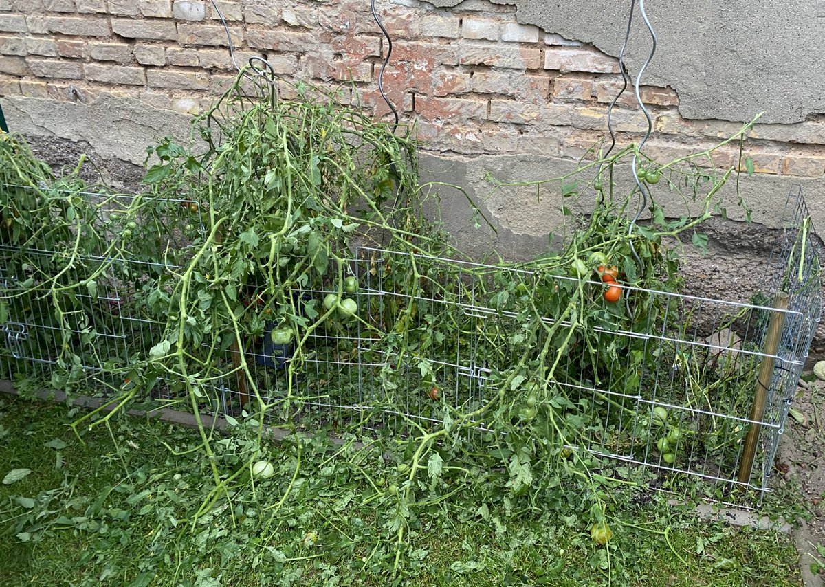 ChrisB_80's tweet photo. @dewomser Sei froh! RIP Tomaten https://t.co/mtyYPAdTVO