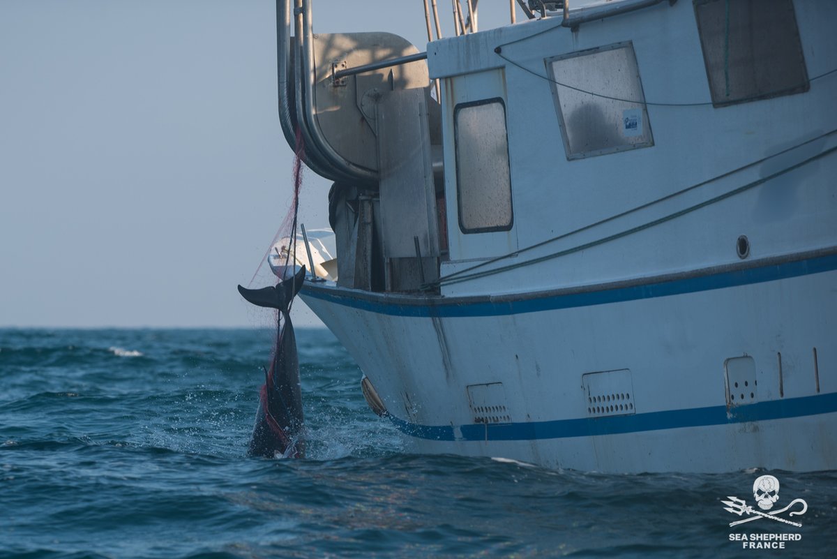 SeaShepherdFran's tweet photo. Dérogations à la fermeture des pêches : Le @gouvernementFR  risque l’extinction des dauphins et méprise la justice

@Ecologie_Gouv @MerGouv 

Plus d'information : https://t.co/w3qx2P2VUm https://t.co/3cu2PFO2km