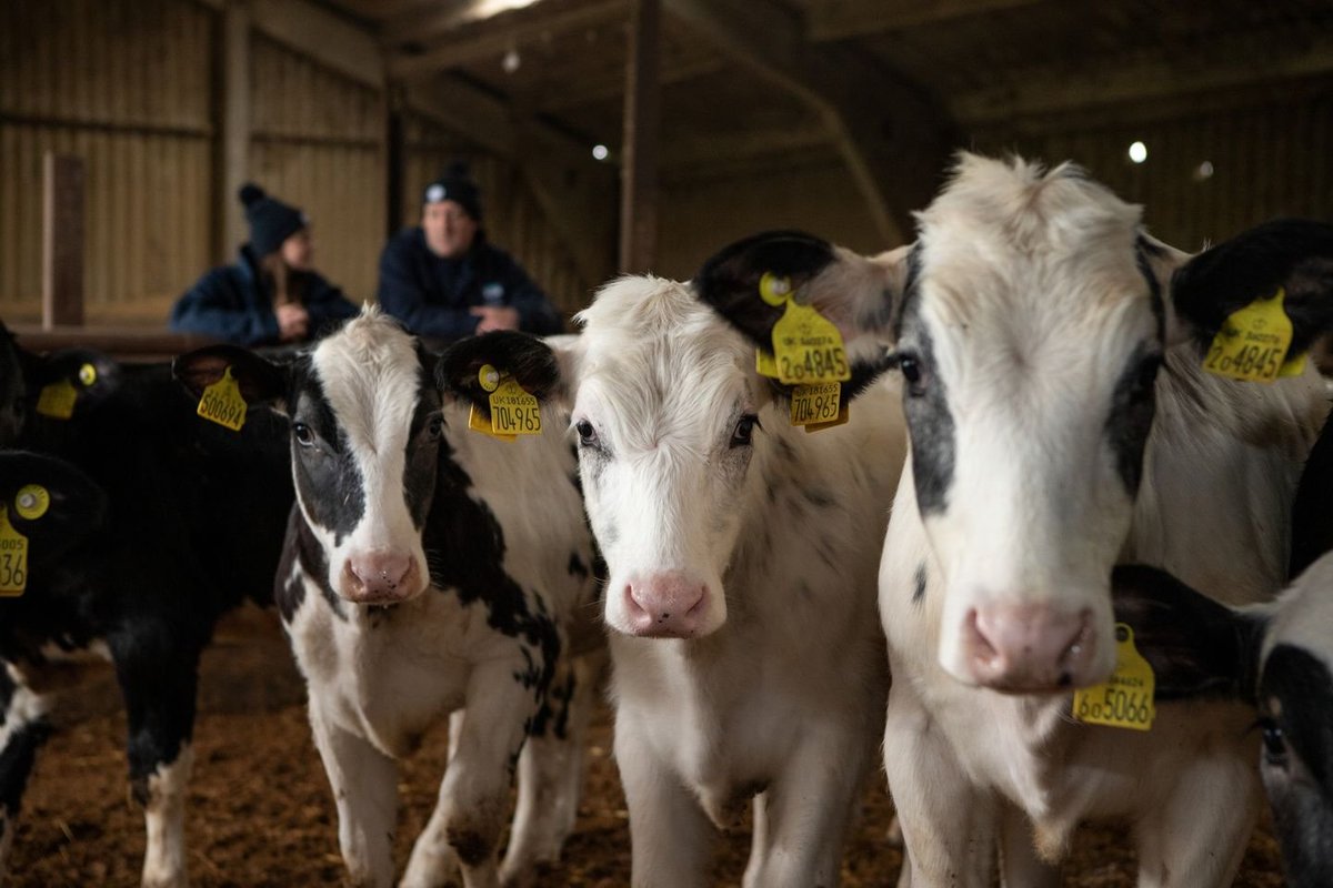 Elite Beef (@elitebeef) on Twitter photo The GB Dairy Calf Strategy, a campaign spearheaded by <a href="/AHDB/">Ahd bellaj</a> and the @NFUOnline, aims to ensure that all dairy-bred calves are reared with care and for a purpose โ as part of either the dairy or beef supply chains.
#GBCalfWeek #EliteBeef #WoodheadBros The GB Dairy Calf Strategy, a campaign spearheaded by <a href="/AHDB/">Ahd bellaj</a> and the @NFUOnline, aims to ensure that all dairy-bred calves are reared with care and for a purpose โ as part of either the dairy or beef supply chains.
#GBCalfWeek #EliteBeef #WoodheadBros