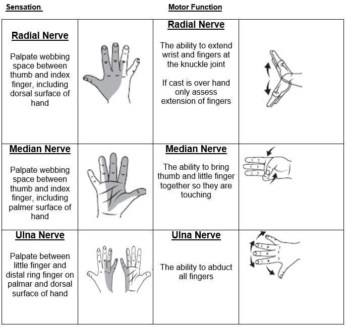 الفرق في الاعصاب الطرفية العلوية 📝✅:-
-ulnar nerve 
-radial nerve 
-median nerve 

مهم جدًا نفهم وظيفة كل عصب والاحساس .. 

ملاحظة ✨:احتمال يكون عرض المريض الالم او التنميل في اليد والمصدر الاساسي (الرقبة) .. لذلك فحص وتقييم سريريًا مهم جدًا 

#علاج_طبيعي