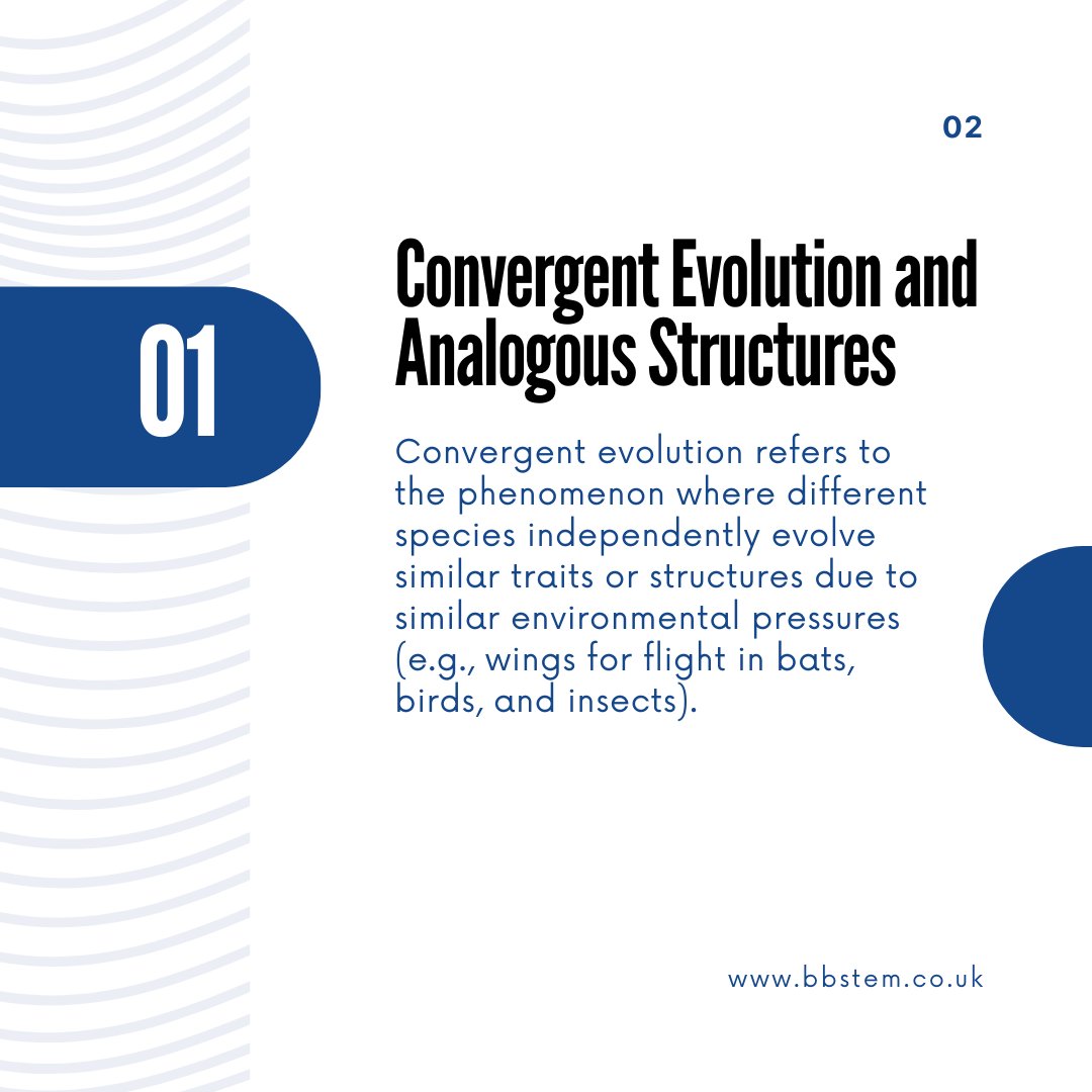 BB_STEM's tweet image. Exploring Life's Web: The Wonders of Comparative Biology!
In the intricate tapestry of life, comparative biology unravels the threads that connect species across the globe.
#ComparativeBiology #ExploringLife #EvolutionaryPatterns #DiversityOfLife #InterconnectedWeb