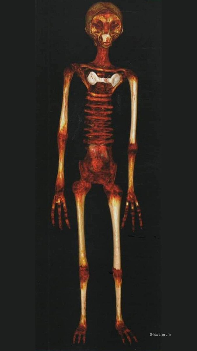 Hava Forum tweet media