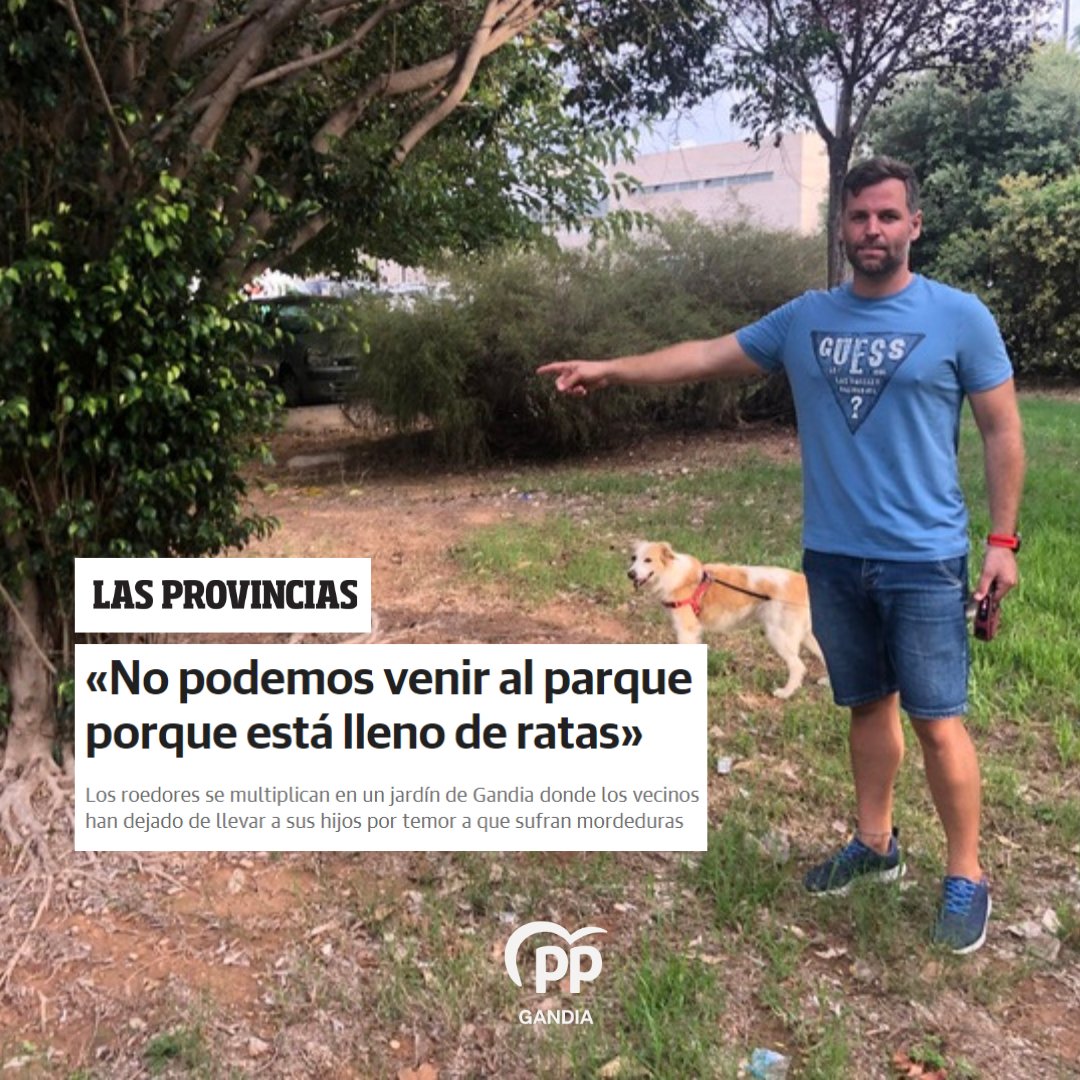 🔴 Es inadmisible que esto pase en #Gandia, el gobierno de PSPV y Compromís tiene que tomarse en serio las medidas de desinfección y desratización. Es un problema grave y hay que actuar 🐀🪳 

🗞 <a href="/lasprovincias/">LAS PROVINCIAS</a> 👉🏻 bit.ly/45S0bmW

#GrupoMunicipal #Limpieza #Plagas