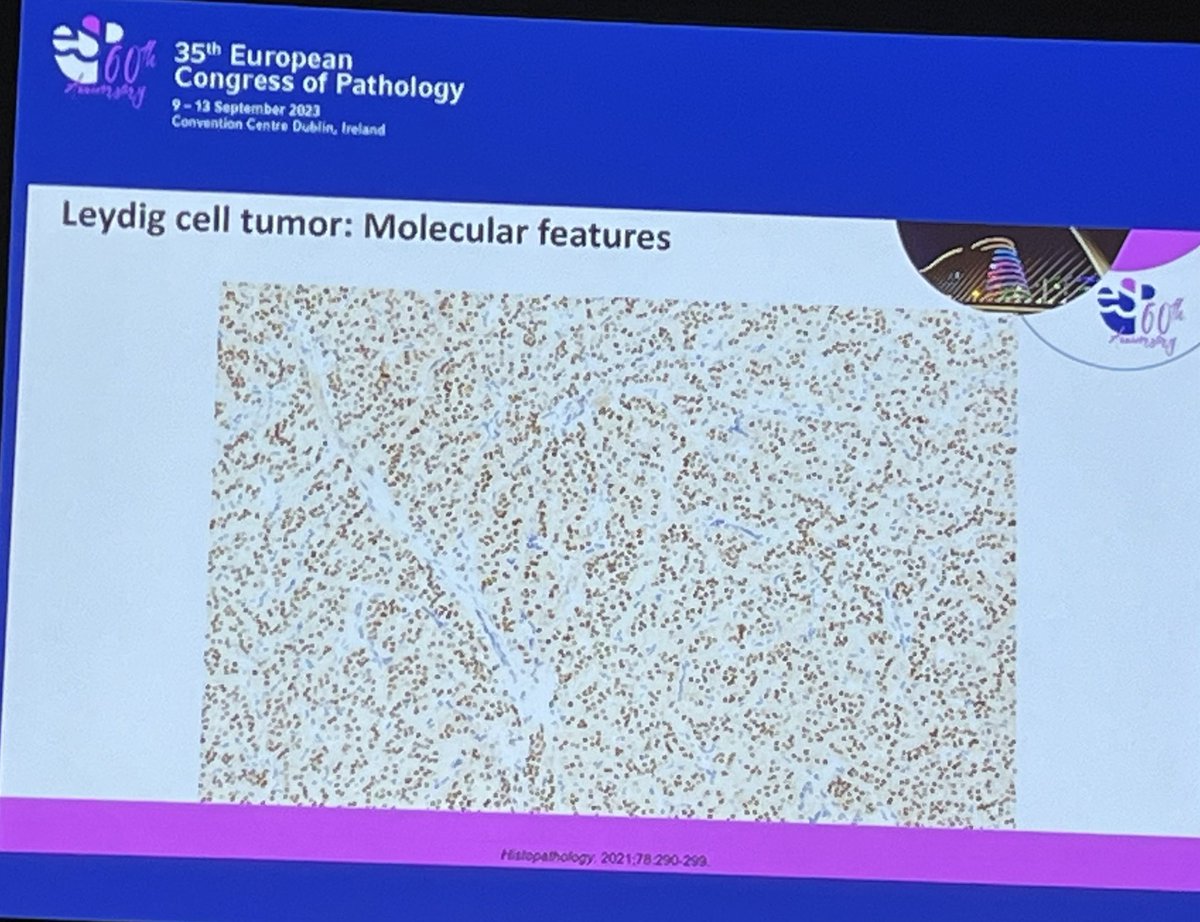 Lorand Kis tweet media