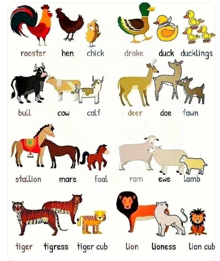 24hrsIearn's tweet photo. Animals &amp; their babies. https://t.co/ILJhmYSkzR
